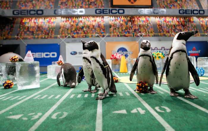 Puppy-Bowl-X-penguins.jpg